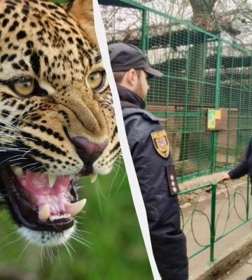НП в Одеському зоопарку: поліція застрелила леопарда, який напав на працівників 