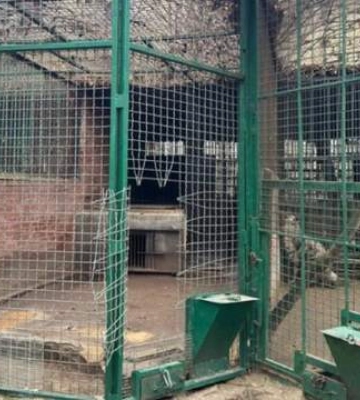 Нападение леопарда в Одессе: директор зоопарка объяснил, почему животное застрелили