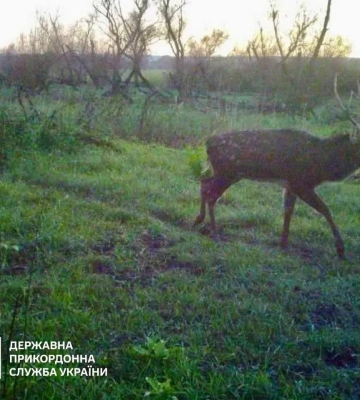 На прикордонні Одеської області зафіксували небезпечних хижаків