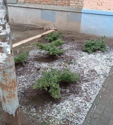 У Миколаєві вандали знову вкрали зелені насадження
