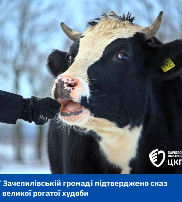 Через скажену корову на Харківщині постраждали двоє людей