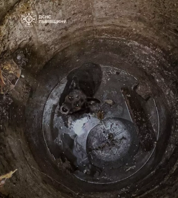На Львівщині бійці ДСНС врятували собаку з каналізаційного колодязю. ФОТО
