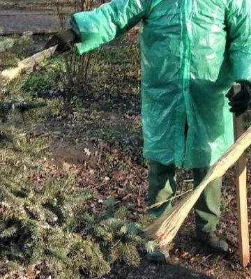 Одеський «Міськзелентрест» проводить кампанію із захисту молодих ялин від незаконної вирубки