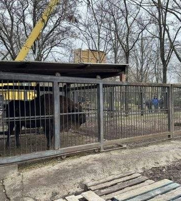 Зубриху з миколаївського зоопарку відправили до "нареченого"
