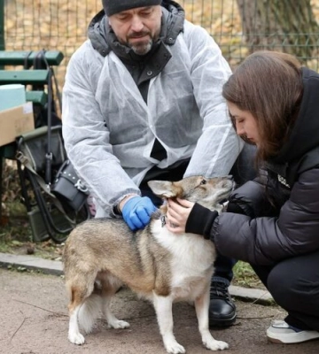 У Дублянах два дні безплатно вакцинуватимуть тварин від сказу. Як зареєструватися