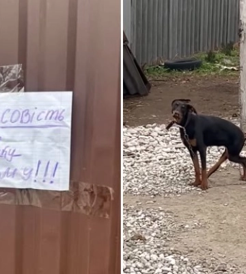 Через жахливі умови утримання одеські волонтерки забрали з Дніпра собаку, яку колись туди передали з Ізмаїла