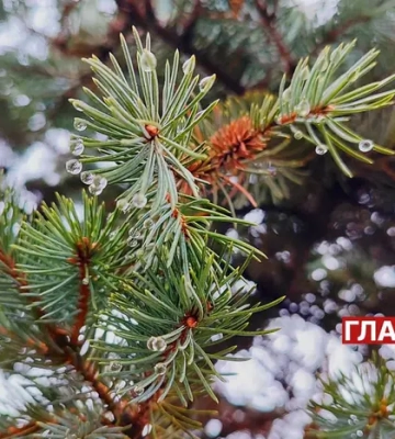 Хмарно, без опадів: прогноз погоди на 31 грудня
