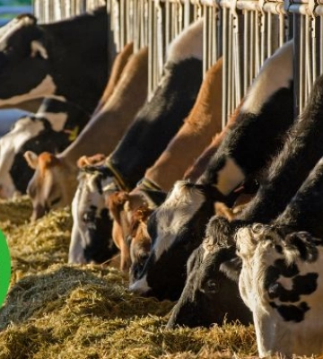 Поголів'я корів в Україні зменшується через релокацію