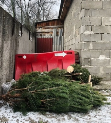 В Киеве заработали 78 пунктов приема новогодних елок и сосен