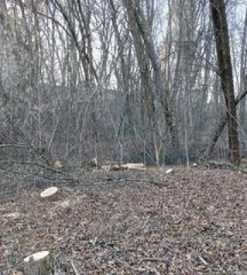 На Монастирській горі незаконно вирубали дерева