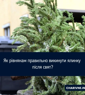 Як рівнянам правильно викинути ялинку після свят?
