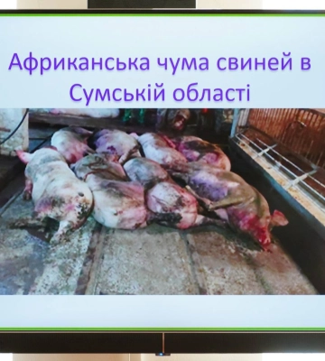 На Сумщині зафіксували випадки африканської чуми свиней: як протидіють поширенню хвороби?