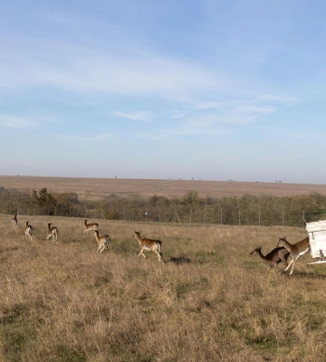 Водяні буйволи, олені, хом’яки і бабаки: як на Одещині протягом минулого року відбувався ревайлдинг