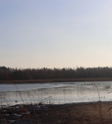 Аномалія в нацпарку на Волині: зимувати лишилася сотня дивовижних птахів 