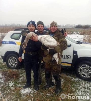 На Житомирщині поліцейський допоміг врятувати знесиленого лебедя. ФОТО