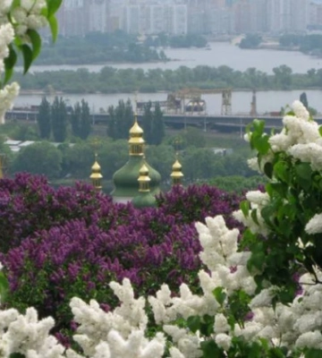 Землю ботсаду імені Гришка в Києві передали під житлову забудову попри заборону — Держаудитслужба