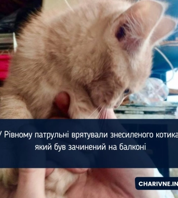 У Рівному патрульні врятували знесиленого котика, який був зачинений на балконі