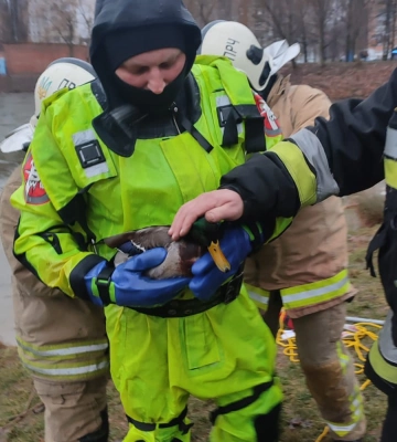 У Рівному врятували травмованого селезня і знайшли йому домівку (ВІДЕО)