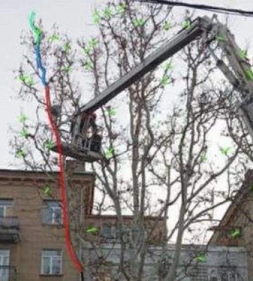 Фахівець вважає, що "кронування" платанів у Миколаєві призведе до їх загибелі