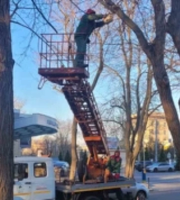 На Французькому бульварі в Одесі тривають роботи з підрізання дерев