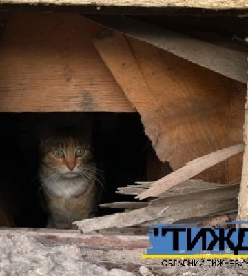 У Тростянці у домашньої кішки виявили захворювання на сказ