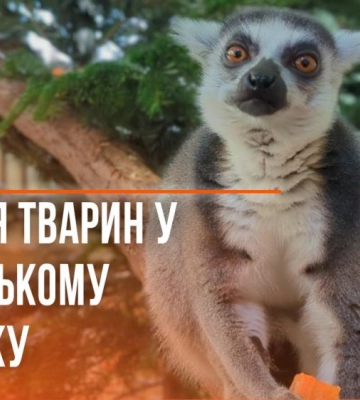 Гріються у теплих будиночках під лампами: як зимують звірі у Рівненському зоопарку (ВІДЕО)