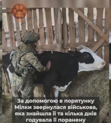 На Харківщині дбають про корову Мілку, яку військова врятувала в Липцях та попросила про її евакуацію