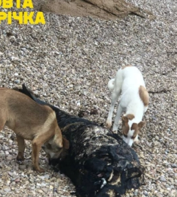 Через розлив мазуту в тимчасово окупованому Криму виникла санітарна загроза