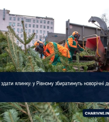 Куди здати ялинку: у Рівному збиратимуть новорічні дерева