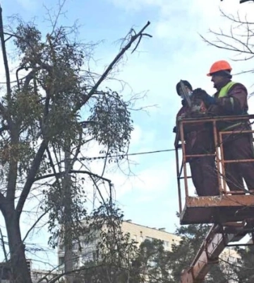 «Київзеленбуд» врятував майже 7 тис. дерев від небезпечного паразита