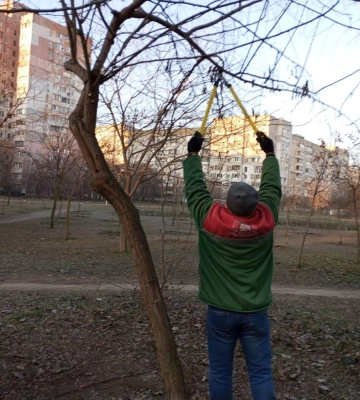 Одеські озеленювачі проводять підрізання дерев 