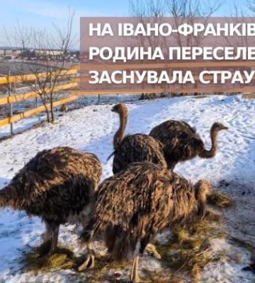 На Івано-Франківщині родина переселенців заснувала страусину ферму