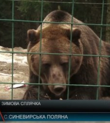 Зимова сплячка ведмедів в реабілітаційному центрі на Закарпатті, як все відбувається насправді (відео)