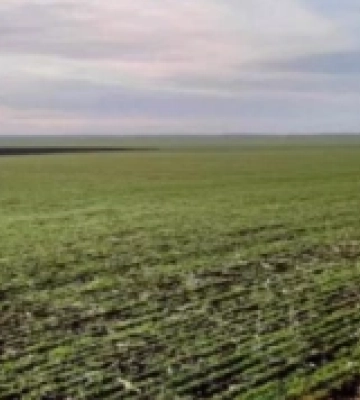 Озимі Кіровоградщини: понад 343 тис. га пшениці та майже 50 тис. га ріпака