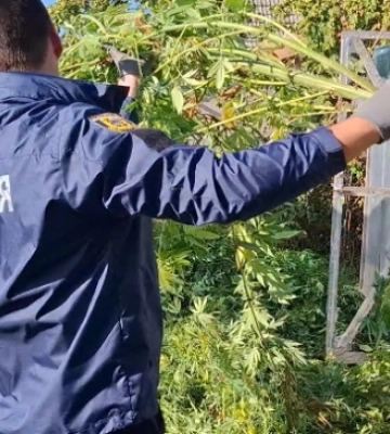 Жителя Білгорода-Дністровського судитимуть за вирощування конопель і виготовлення наркотиків