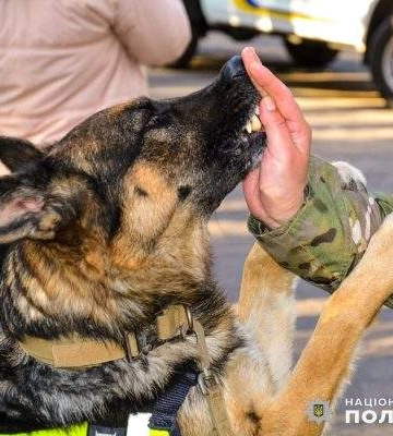 Шукали вибухівку та наркотики: як службові собаки допомагали поліцейським Миколаївщини у 2024 році