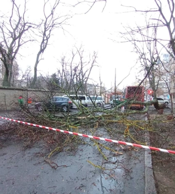 В Одесі дерево впало на проїжджу частину