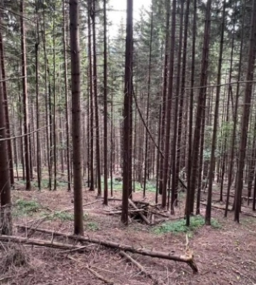 На Івано-Франківщині працівників держлісгоспу звинувачують у незаконній вирубці дерев на суму 250 млн грн