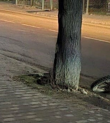 Мотоцикліст на Львівщині збив пенсіонерку: їх госпіталізували до лікарні