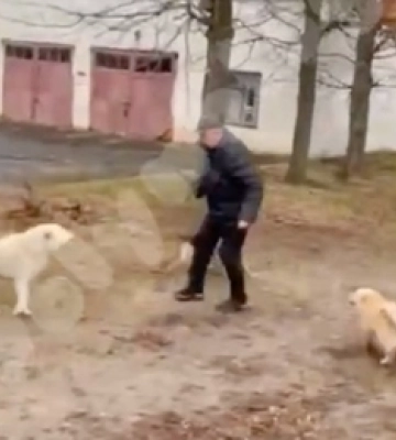 На Волині на чоловіка накинулася зграя безпритульних псів (відео)