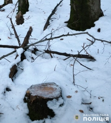 На Львівщині судитимуть чоловіка за незаконну порубку зі збитками майже пів мільйона гривень