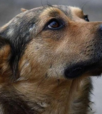 Корисні поради: як дніпряни можуть допомогти безпритульним тваринам взимку