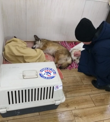 В Ізмаїлі румунські волонтери провели чергову безкоштовну стерилізацію собак та кішок