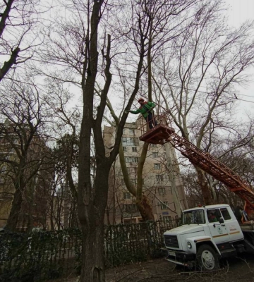 В Одесі на Французькому бульварі підрізають дерева – рух транспорту може бути ускладнено