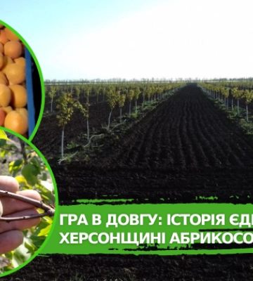 Гра в довгу: історія єдиного на Херсонщині абрикосового саду