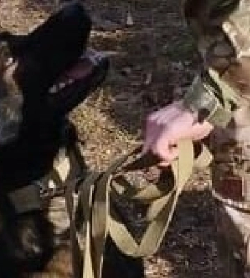На Львівщині правоохоронці за допомогою службової вівчарки знайшли викрадений сейф