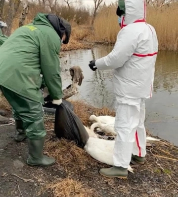 Масова загибель лебедів: на Львівщині обстежують заплави Західного Бугу