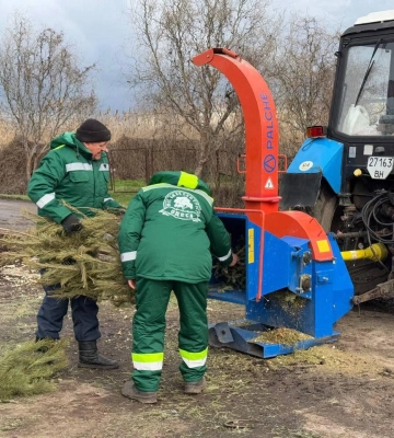 В Одесі цьогоріч на переробку пішло значно менше новорічних дерев, ніж у минулі роки