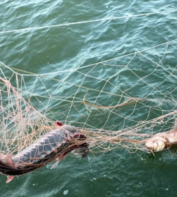 Браконьєри рф завдали Азовському морю збитків на понад 4 млрд грн