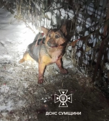 У Сумах рятувальники врятували песика (відео)